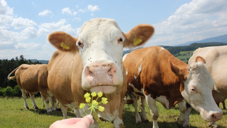 Eine neugierige Kuh schnuppert an einer gelben Blume, die von einer Hand gehalten wird, auf einer grünen Wiese mit blauem Himmel im Hintergrund.