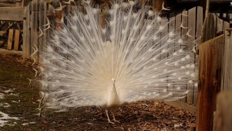 weißer Pfau, © Keltendorf Schwarzenbach