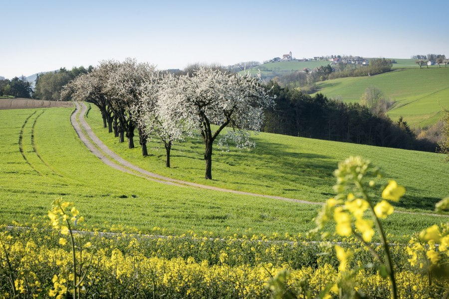 Spring in Austria’s “Bucklige Welt”, © Wiener Alpen, Franz Zwickl