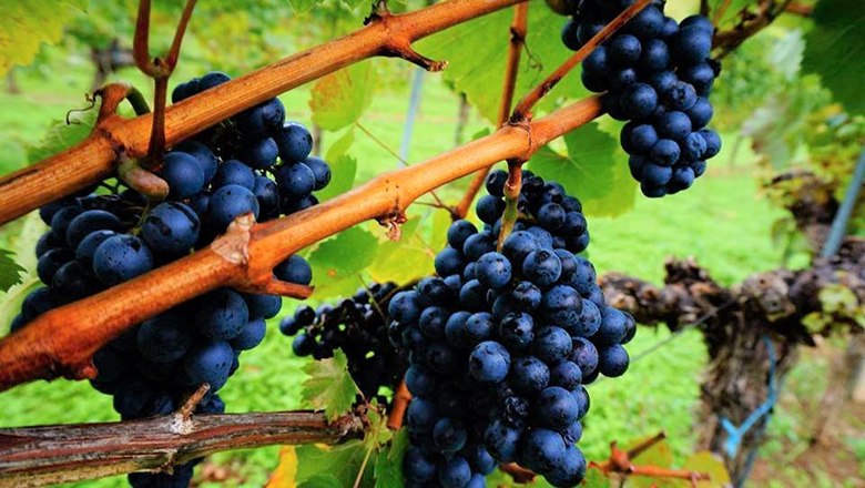 Close-up of dark grapes on a vine.