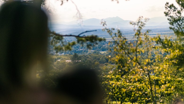 Blick durch Bäume auf eine weite Landschaft mit Bergen im Hintergrund.