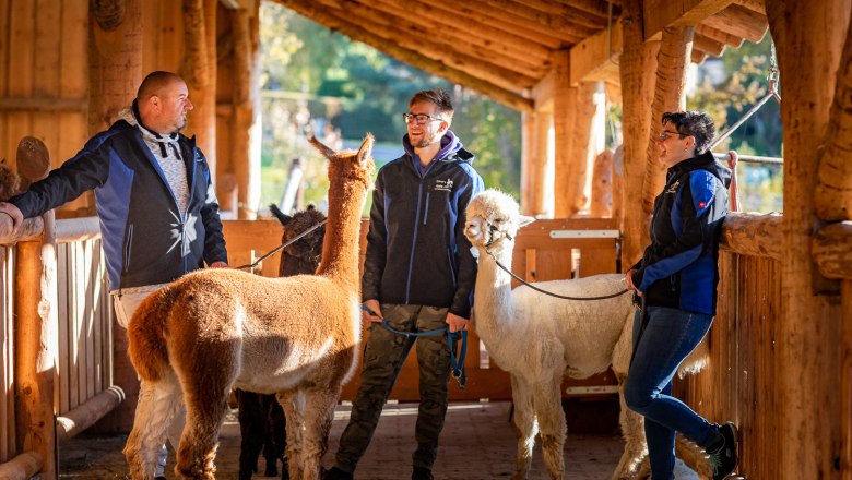 Three people stand in a wooden stable with alpacas.
