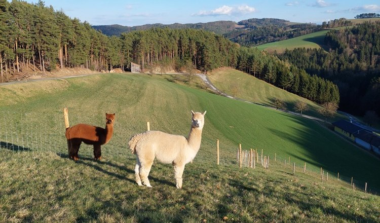 Two alpacas on a green meadow with hills and forest in the background.