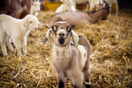 Nachwuchs auf Mandl's Ziegenhof, &copy; Sooo gut schmeckt, Viktoria Kornfeld
