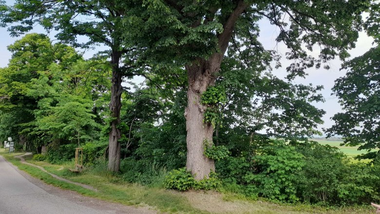 A large tree stands at the side of the road next to a country road.