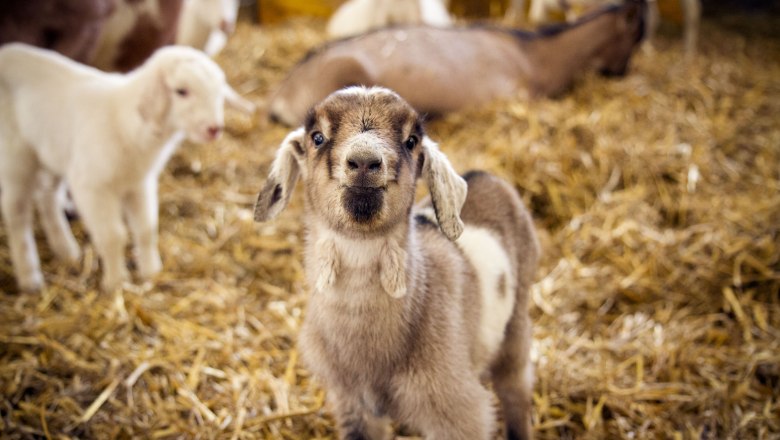Nachwuchs auf Mandl's Ziegenhof, &copy; Sooo gut schmeckt, Viktoria Kornfeld