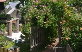 A flowering garden with a wooden gate, roses and plants in pots.