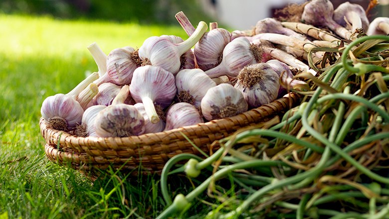 Knoblauchknollen in einem Korb auf einer grünen Wiese.