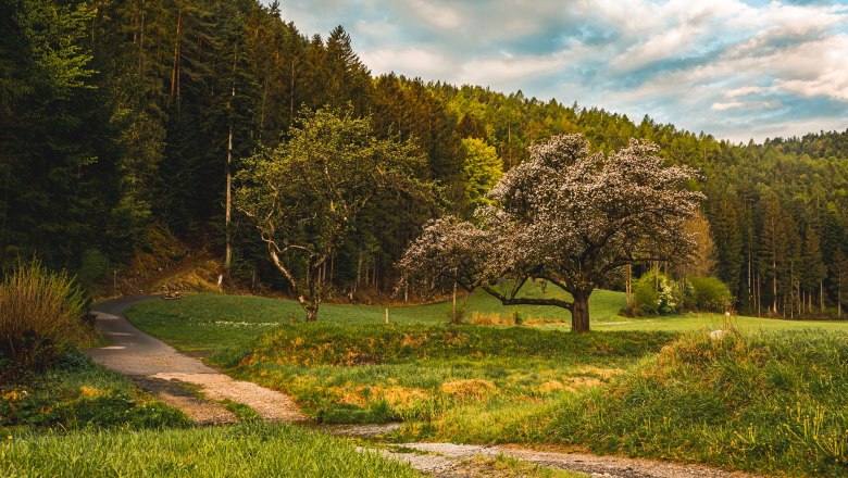 Frühling am Zöbernbach Radweg, © Wiener Alpen, Florian Luckerbauer