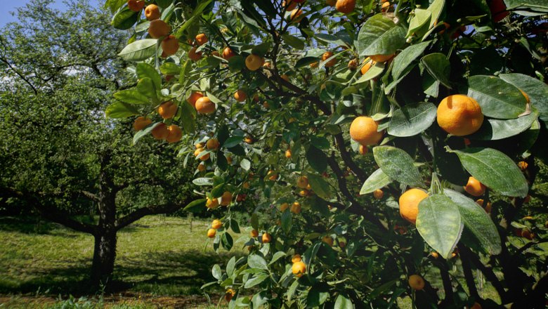 Sogar Zitrusfrüchte gedeihen im Steinfeld, © Stefan M. Gergely