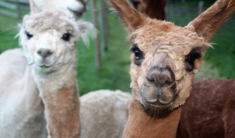 Three alpacas in a pasture, one in the foreground looking directly into the camera.