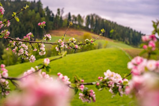Apple tree blossom in the Buckligen Welt, © Wiener Alpen, Luckerbauer