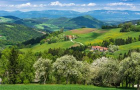 Frühlingslandschaft mit blühenden Bäumen und grünen Hügeln in Thomasberg.