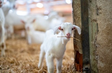 Goat kids at Mandl's goat farm, © NÖW, Daniel Groller