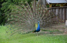 Radschlagender Pfau am Keltenberg Schwarzenbach