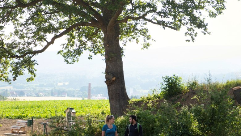 Ein Paar spaziert auf einer Wiese unter einem großen Baum in einer ländlichen Umgebung.