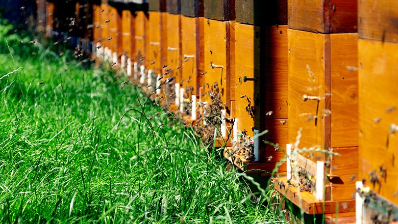 Eine Reihe von Bienenstöcken auf einer grünen Wiese mit fliegenden Bienen.