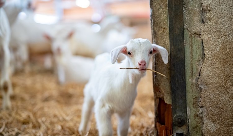 Ziegenkitze im Frühling auf Mandl's Ziegenhof, © NÖW, Daniel Groller