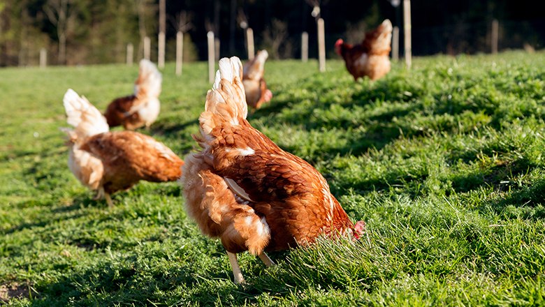 Chickens on a green meadow.