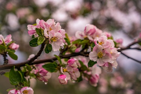 A virágokból később kiváló minőségű alma lesz, © Wiener Alpen, Luckerbauer