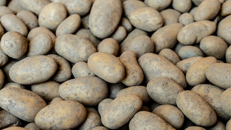 Aufnahme von vielen Kartoffeln, die dicht beieinander liegen.