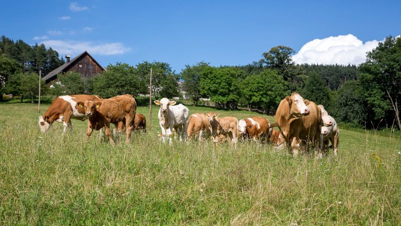 Cows graze on a green meadow with a farmhouse in the background.
