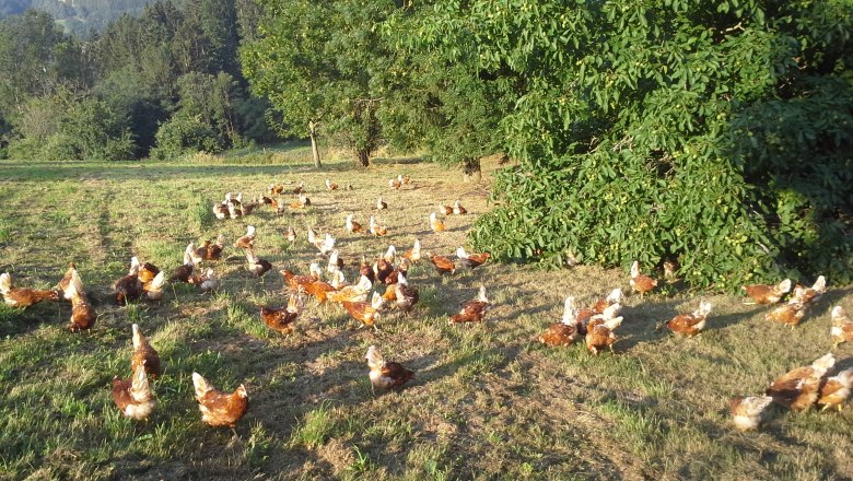 Hühner auf einer Wiese umgeben von grünen Bäumen.