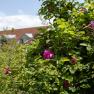 A flowering shrub with pink blossoms in the foreground, houses with red roofs can be seen in the background.