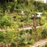 Terraced garden with lush vegetation and decorative elements.