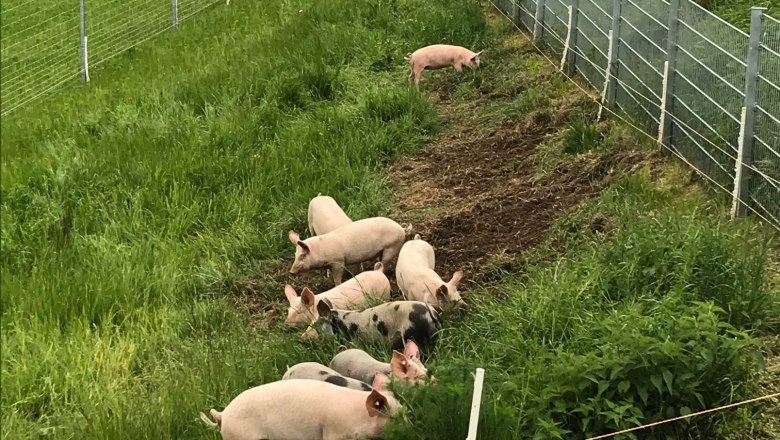 Schweine auf einer gr&uuml;nen Wiese neben einem Zaun auf dem Biohof Bernstein.