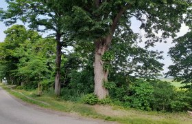 Ein gro&szlig;er Baum steht am Stra&szlig;enrand neben einer Landstra&szlig;e.