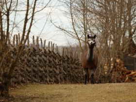 Alpakas im Keltendorf, &copy; Gemeinde Schwarzenbach