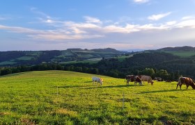 Distelleiten-Strecke bei Burgerschlag, &copy; Wiener Alpen in Nieder&ouml;sterreich