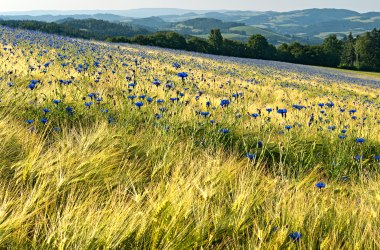 Summer in the Bucklige Welt, © Walter Strobl, www.audivision.at